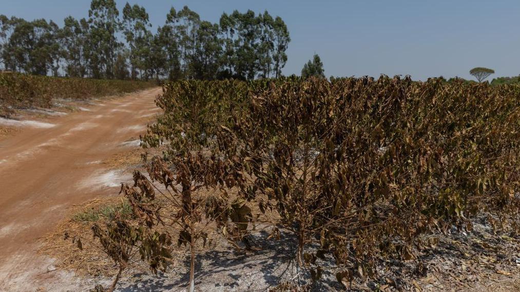 Čeka li nas decenija rekordnih cena hrane 5 Žbunje kafe braon boje i suvo na farmi Rosario, Sao Paulo, Brazil, septembar 2024.