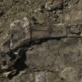 Tajna masovne grobnice dinosaurusa na 'Reci smrti' u Kanadi 3