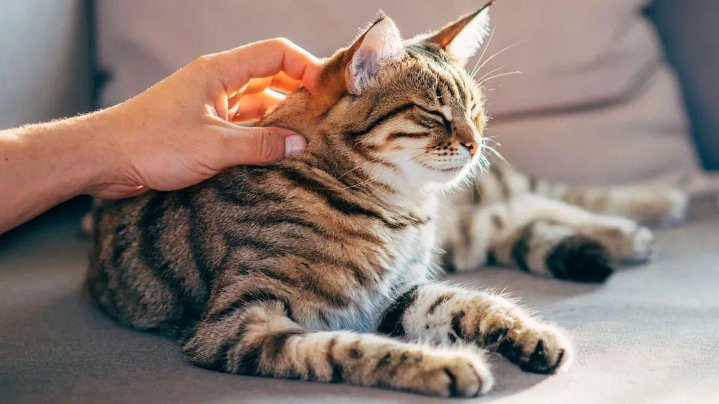 'Po mirisu te znam': Kako mačke prepoznaju vlasnike 1 mačka, životinje, miris