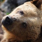 'Dajte mi šniclu mrkog medveda': Slovačka odobrava prodaju mesa zaštićene vrste 5