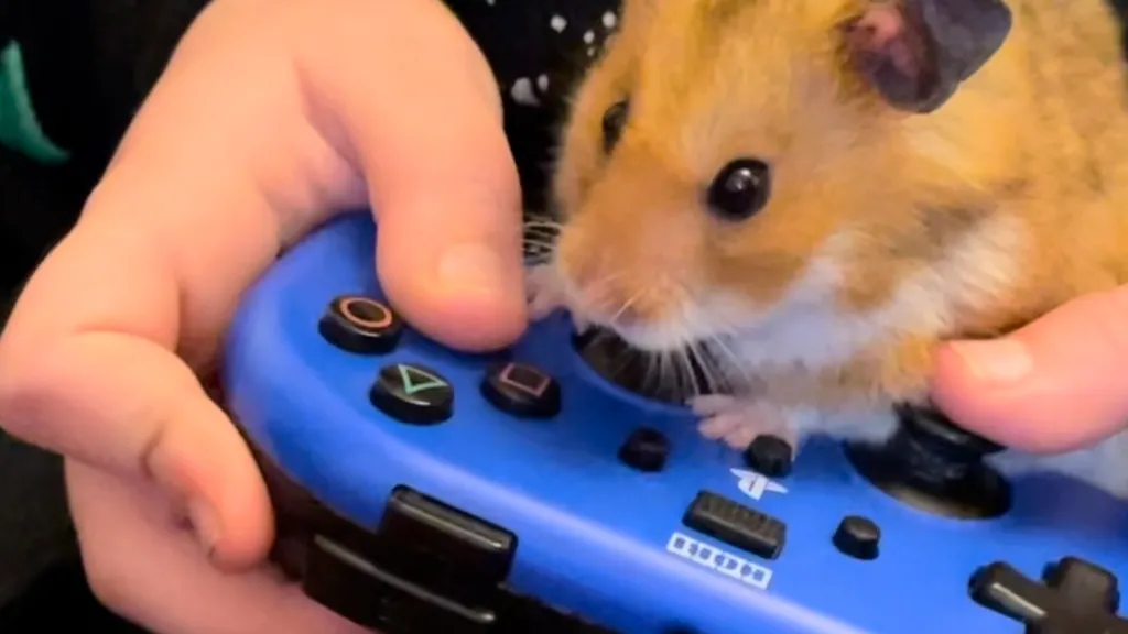 Hrčak u ulozi Kupidona: Kako je glodar ovom čoveku promenio život 2 Kris i hrčak igraju video igru