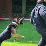 Dojče vele: U Srbiji se prodaju za 500 dinara, a šta Nemci rade sa ostarelim vojnim psima? 9