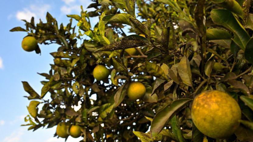 Čeka li nas decenija rekordnih cena hrane 7 Mrlje na žutim i zelenim pomorandžama na drvetu. Neki listovi su se osušili. žute i zelene pomorandže na grani drveta. Neki listovi drveta su mrljavi i smeđi