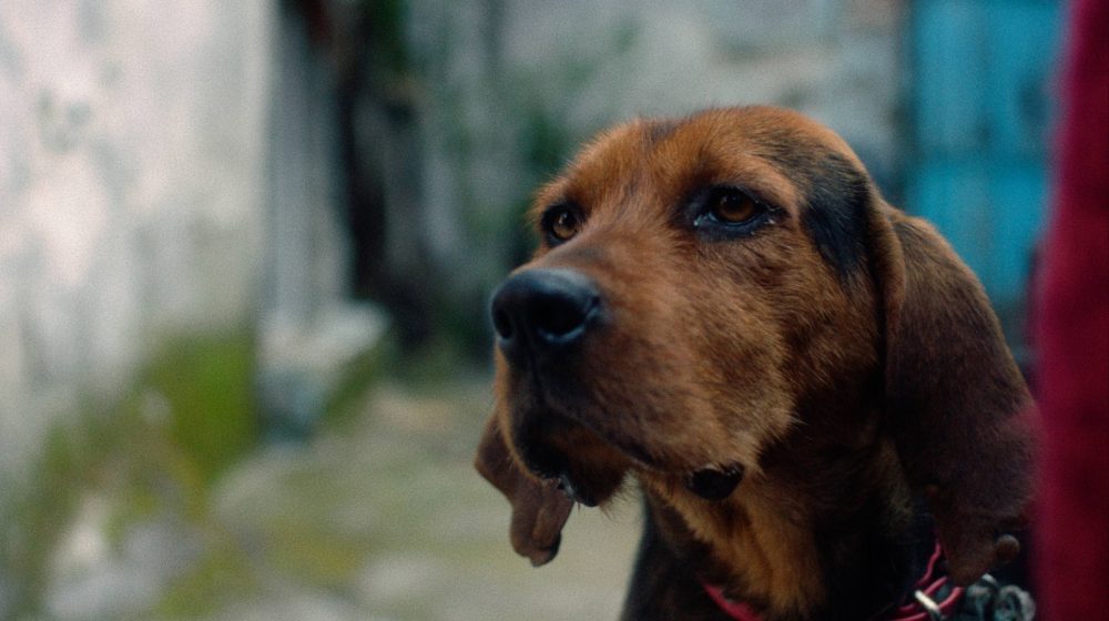 beldocs filmovi o životinjama