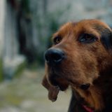 beldocs filmovi o životinjama