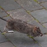 Šta je leptospiroza, zaraza koja se širi Sarajevom 7