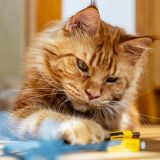 Razotkrivena decenijska misterija riđih mačaka 5