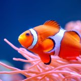 Životinje: 'Nemo' se smanjuje usled zagrevanja okeana - alarm za uzbunu 13