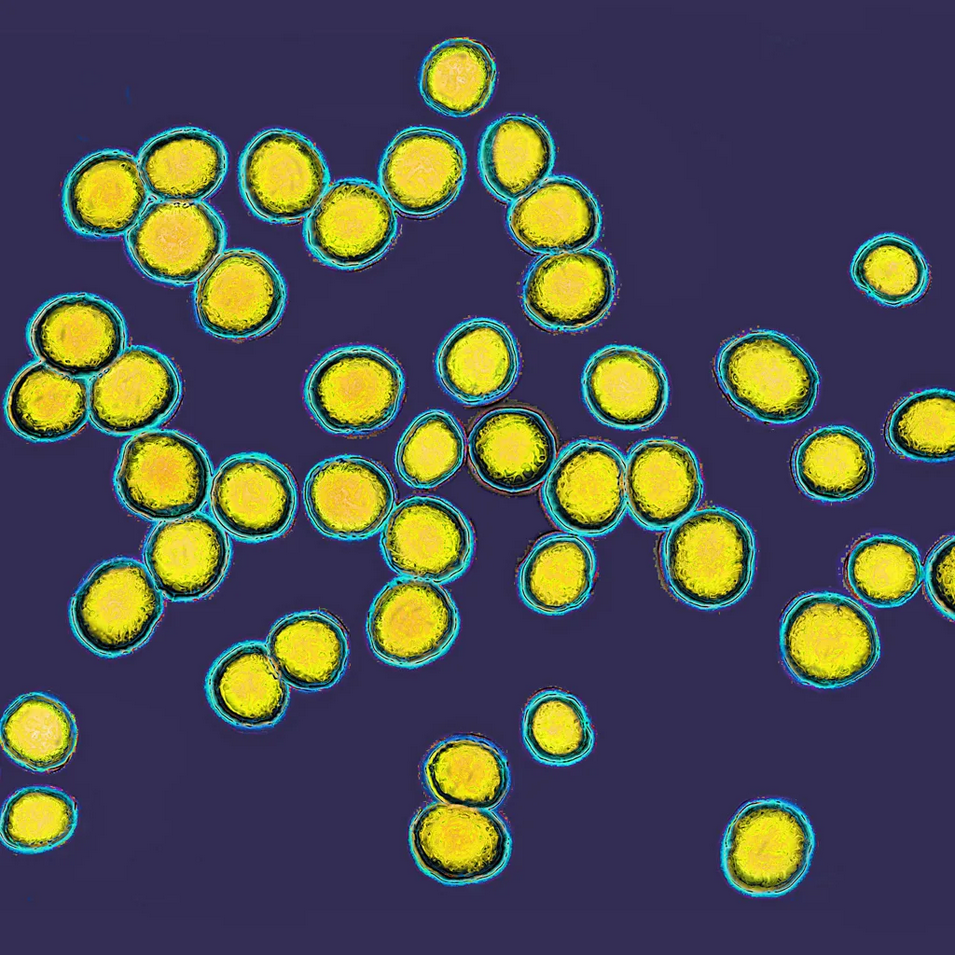 Mikroskopski pogled na bakterije