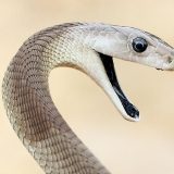 Zmije ga ugrizle više od 200 puta, sada njegova krv služi da se napravi protivotrov 4