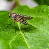 U Srbiji se ne sprovode savremene metode suzbijanja komaraca, ekološki manje štetne 5