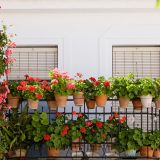 Balkonske biljke koje vole sunce 4