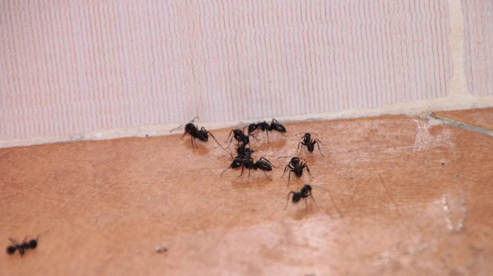 Rešite se mrava pomoću sastojaka koje sigurno imate u kuhinji 1