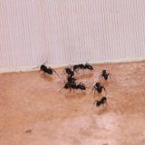 Rešite se mrava pomoću sastojaka koje sigurno imate u kuhinji 1