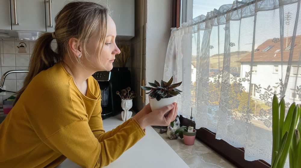 Na ovaj način možete da zaštitite biljke u stanu od štetočina 1