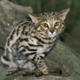 Najsmrtonosnija mačka na svetu je mala, neodoljiva – i nemilosrdna 2