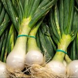 Zdravstvene dobrobiti koje pruža mladi luk 1