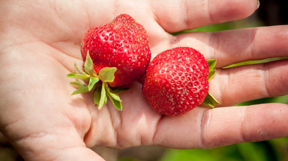 Kako čuvati jagode da vam ostanu sveže i do sedam dana 1