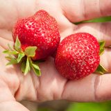 Kako čuvati jagode da vam ostanu sveže i do sedam dana 6