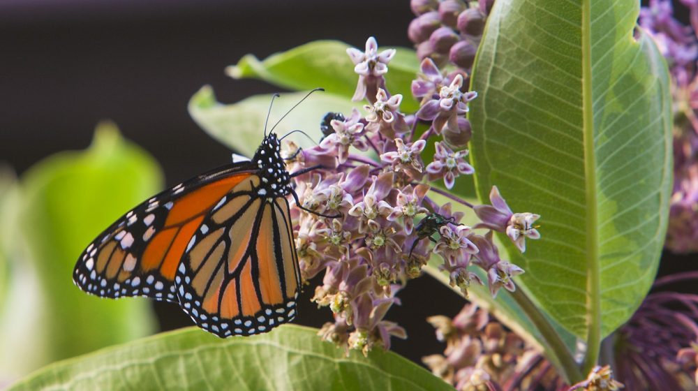 Zašto svi pričaju o „efektu leptira“ na društvenim mrežama? 1