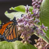 Zašto svi pričaju o „efektu leptira“ na društvenim mrežama? 1