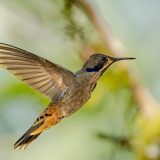 Ovo je jedina vrsta ptica koje mogu da lete unazad 6