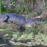 Otkriven fosil krokodila star 17 miliona godina 3