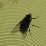 Jednostavni trikovi koji mogu sprečiti ulazak muva u vaš dom 4