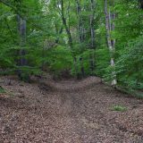 Šuma na Fruškoj gori ponovo predložena za Uneskovu listu svetske prirodne baštine, prethodno odbijena zbog seče 5