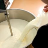 Udruženje proizvođača mleka: Ministarstvo poljoprivrede krivo za najveću kriza u oblasti proizvodnje mleka u ovom veku