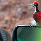 Detlić maltretira stanovnike malog mesta u SAD - razbija retrovizore 8