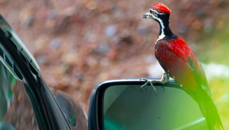 Detlić maltretira stanovnike malog mesta u SAD - razbija retrovizore 1