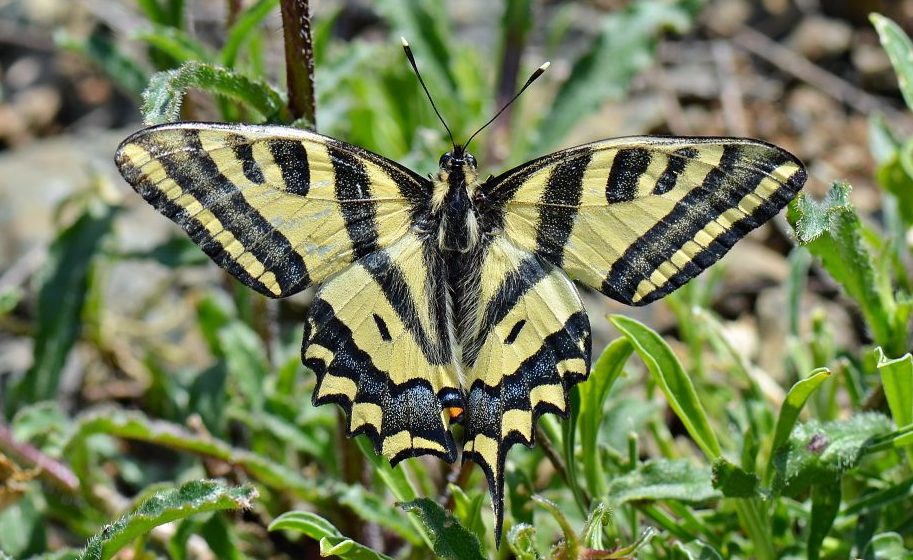 Sokolov repak sa Mediterana "sleteo" na Zlatibor: Otkrivena nova vrsta leptira u Srbiji 1