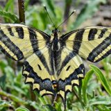 Sokolov repak sa Mediterana "sleteo" na Zlatibor: Otkrivena nova vrsta leptira u Srbiji 5