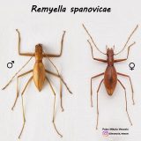 Otkrivena nova vrsta insekta u Srbiji, nazvana po Ivani Španović 6
