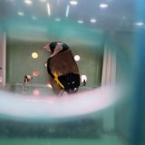 Uprava carina Srbije: Na Horgošu, u kombiju, pronađena dve ptice sa liste zaštićenih vrsta 5