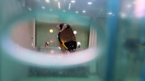 Carinici Srbije su na prelazu Horgoš sa Mađarskom otkrili dva primerka češljugara koji se nalaze listi strogo zaštićenih vrsta, saopšteno je danas.