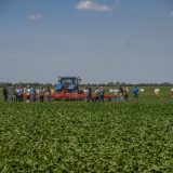 NLS: Vlast da poljoprivrednicima uplati zaostale subvencije, umesto da troši "samo na strane investitore" 12