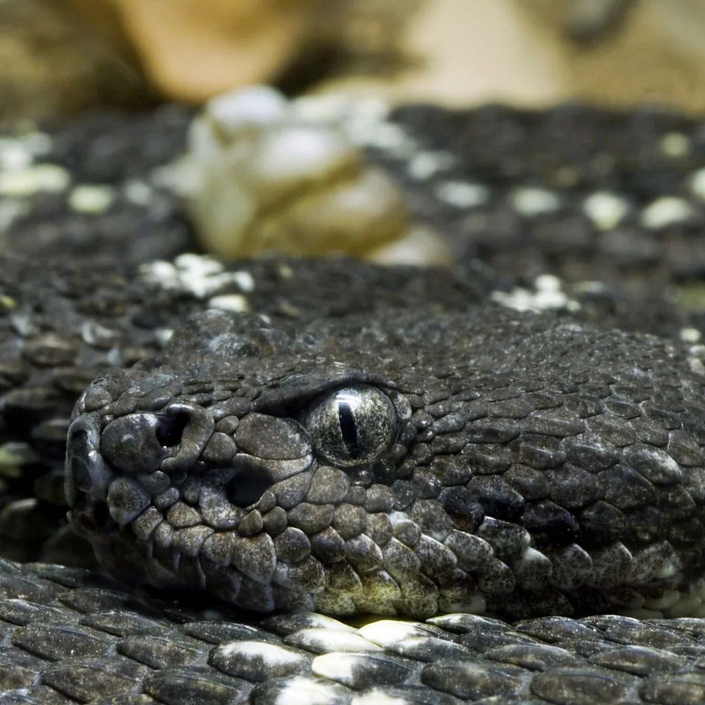 Oni čuvaju najopasnije zvečarke Arizone 3 Krupan plan Arizonske crne zvečarke