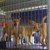 U Južnoj Koreji više ne jedu pse, ali šta će biti sa životinjama 4