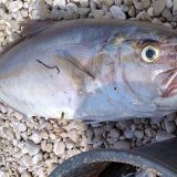 Nelegalni ribolov u Crnoj Gori: Od dinamita do struje 4