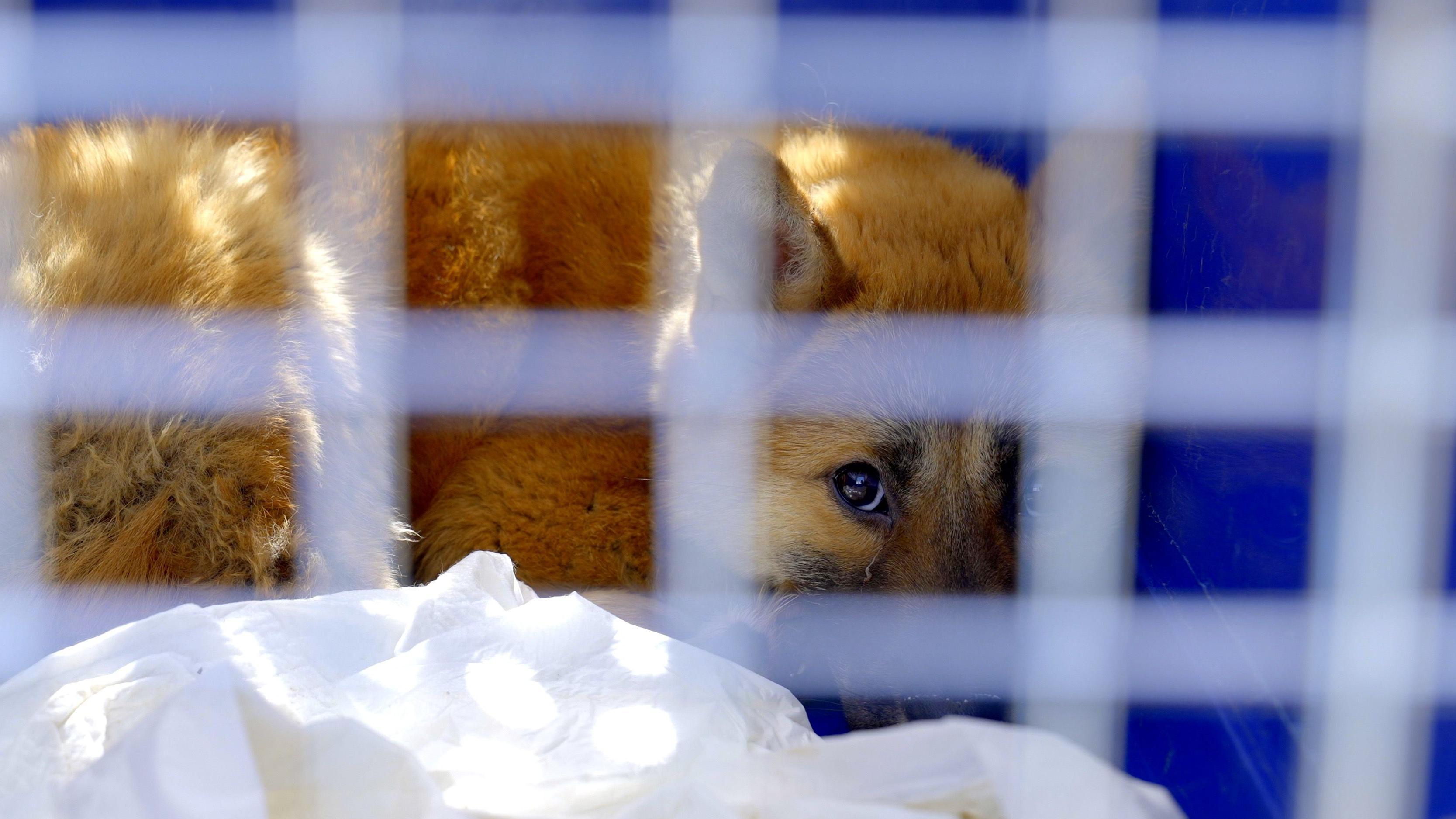 Pas skupljen u ćošku gleda kroz rešetke