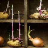 Da li je bezbedno jesti proklijali krompir, crni i beli luk 6