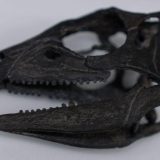 Pronađen fosil dinosaurusa veličine psa 3