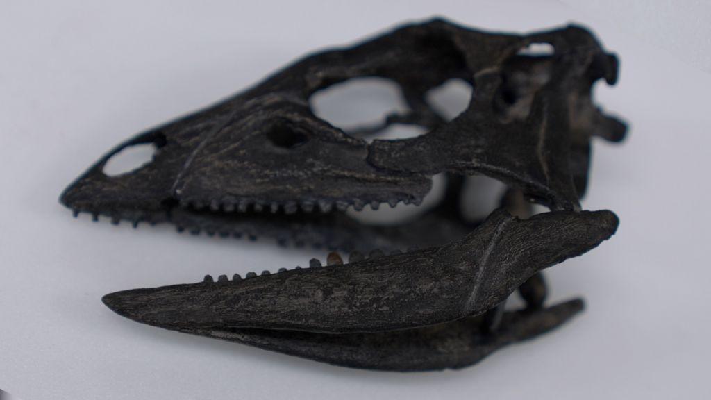 Pronađen fosil dinosaurusa veličine psa 1 skelet dinosaurusa