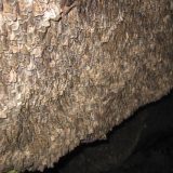 Australijanski moljac preleće hiljade kilometara orijentišuči se po zvezdama 6