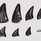Kada su dinosaurusi šetali Srbijom: Otkriveni prvi ostaci izumrlih gmizavaca kod Pirota 4