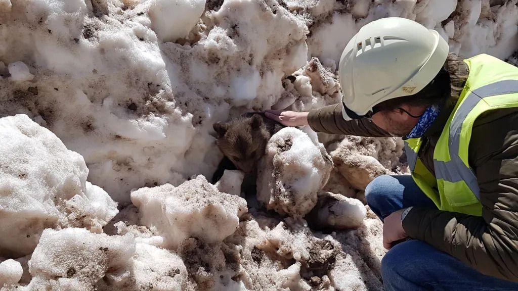 'Treba mi nešto slatko': Mrki medvedi pobegli i pojeli nedeljnu zalihu meda 4 Grudve snega i spasilac