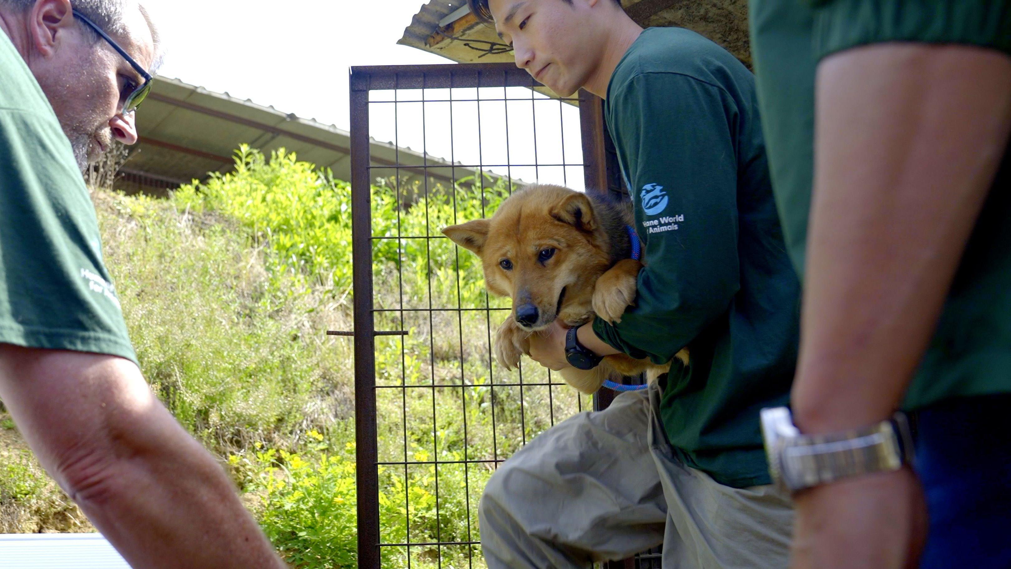 Spasioci izvode psa iz kaveza
