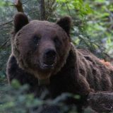 Mrki medvedi u Crnoj Gori: Zbog ugroženosti i gladi silaze u sela 4